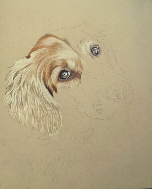 Detail Golden Retriever Drawing Pencil Nomer 28