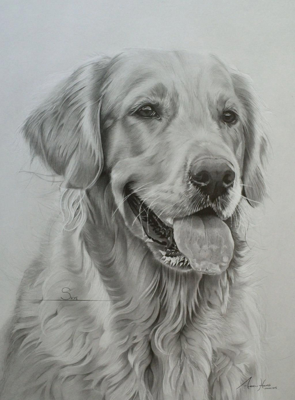 Detail Golden Retriever Drawing Pencil Nomer 4