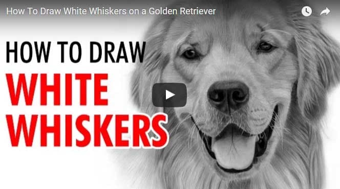 Detail Golden Retriever Drawing Pencil Nomer 30