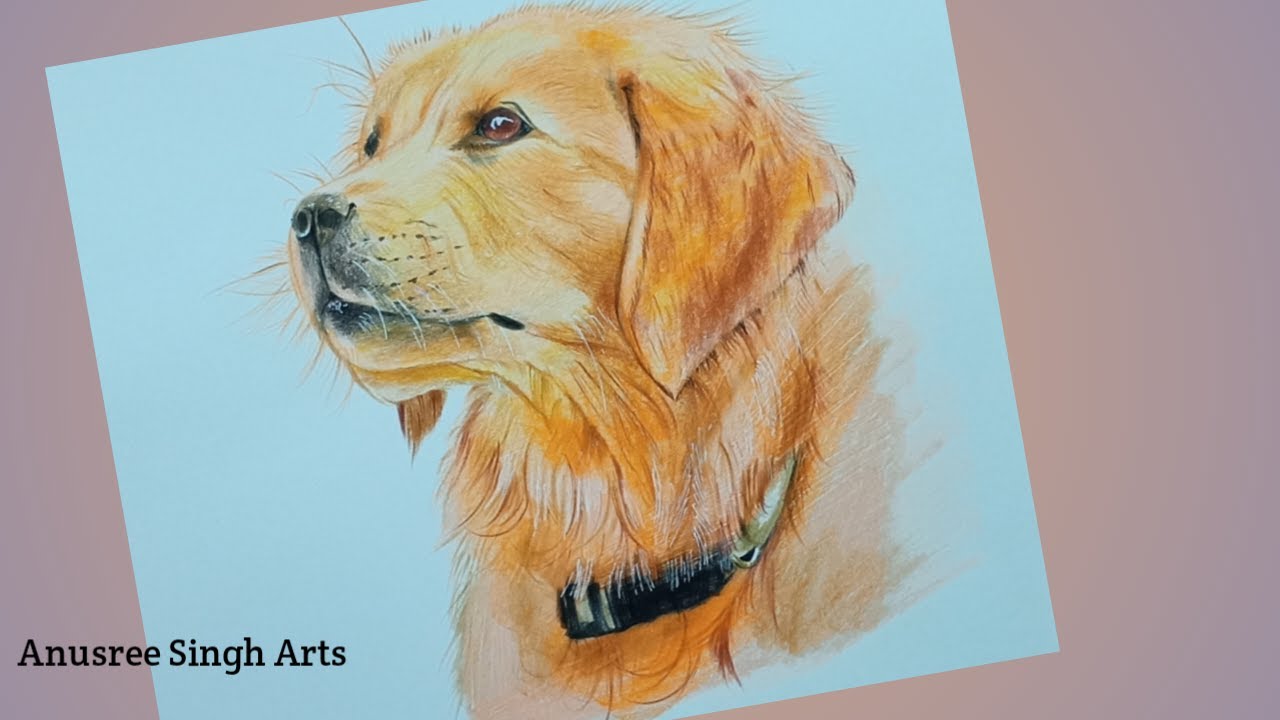 Detail Golden Retriever Drawing Pencil Nomer 34