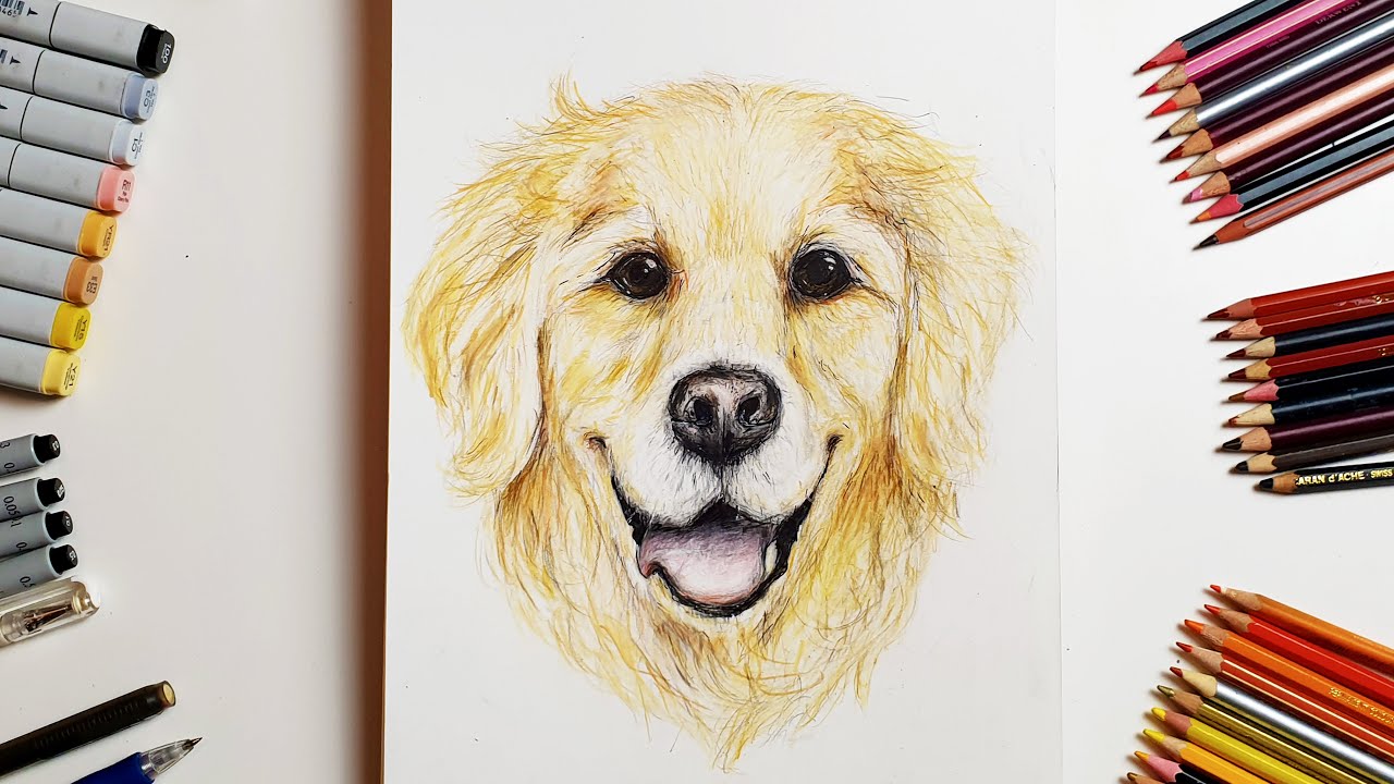 Detail Golden Retriever Drawing Pencil Nomer 36