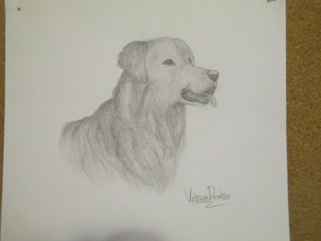 Detail Golden Retriever Drawing Pencil Nomer 41