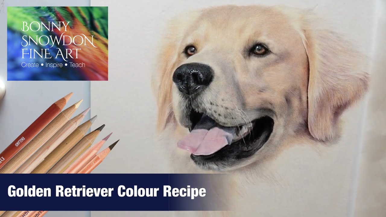 Detail Golden Retriever Drawing Pencil Nomer 47