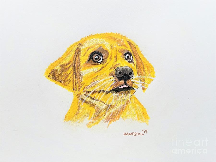 Detail Golden Retriever Drawing Pencil Nomer 49