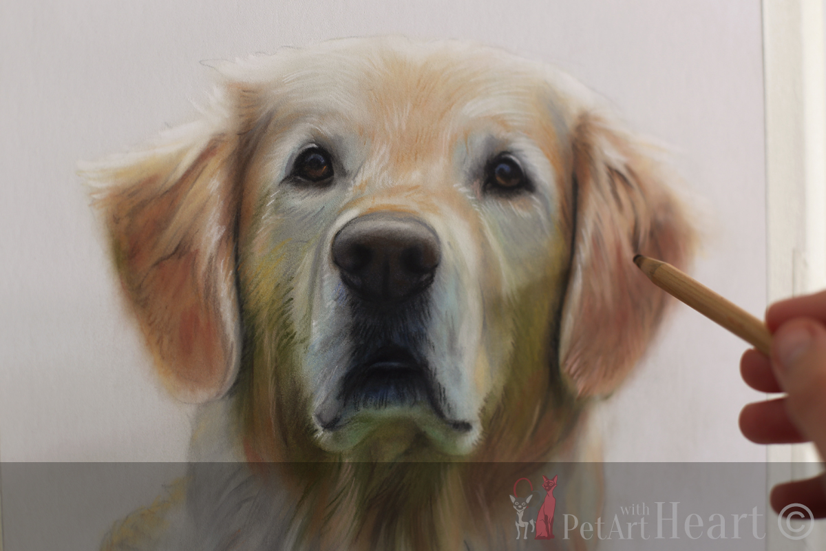 Detail Golden Retriever Drawing Pencil Nomer 52