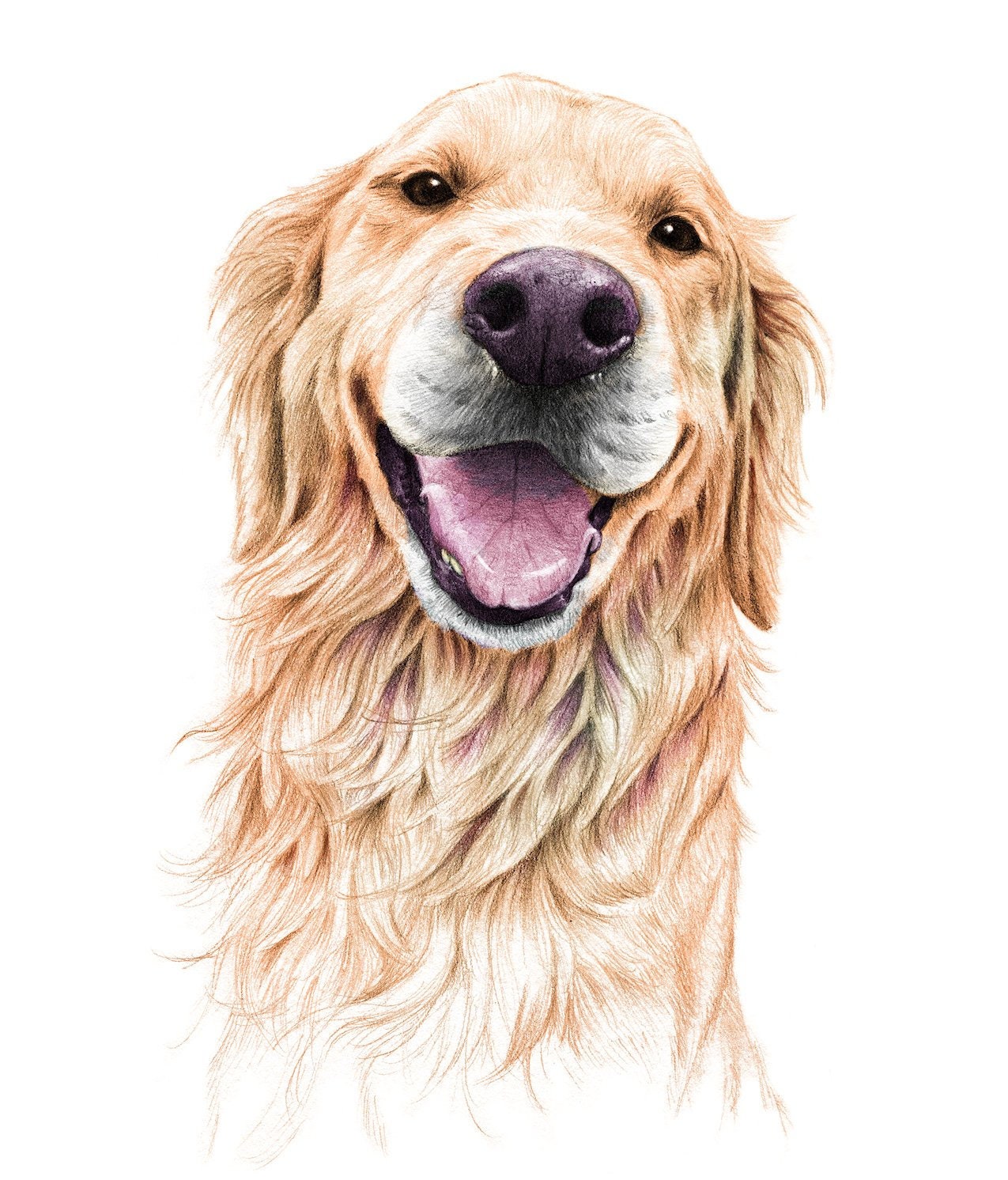 Detail Golden Retriever Drawing Pencil Nomer 53