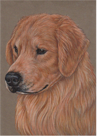 Detail Golden Retriever Drawing Pencil Nomer 54