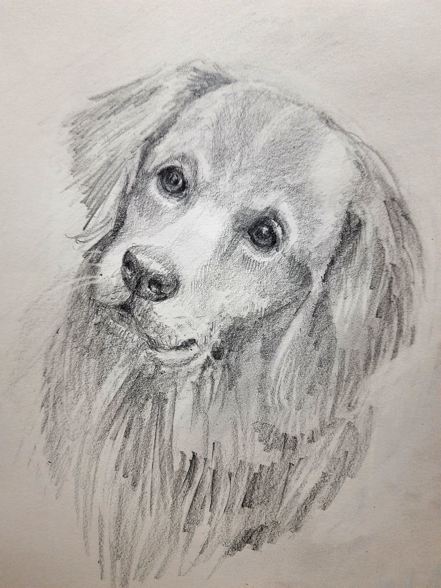 Detail Golden Retriever Drawing Pencil Nomer 9