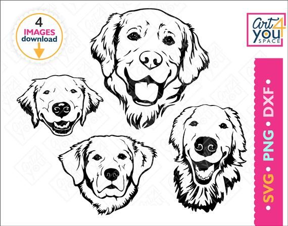 Detail Golden Retriever Face Silhouette Nomer 47