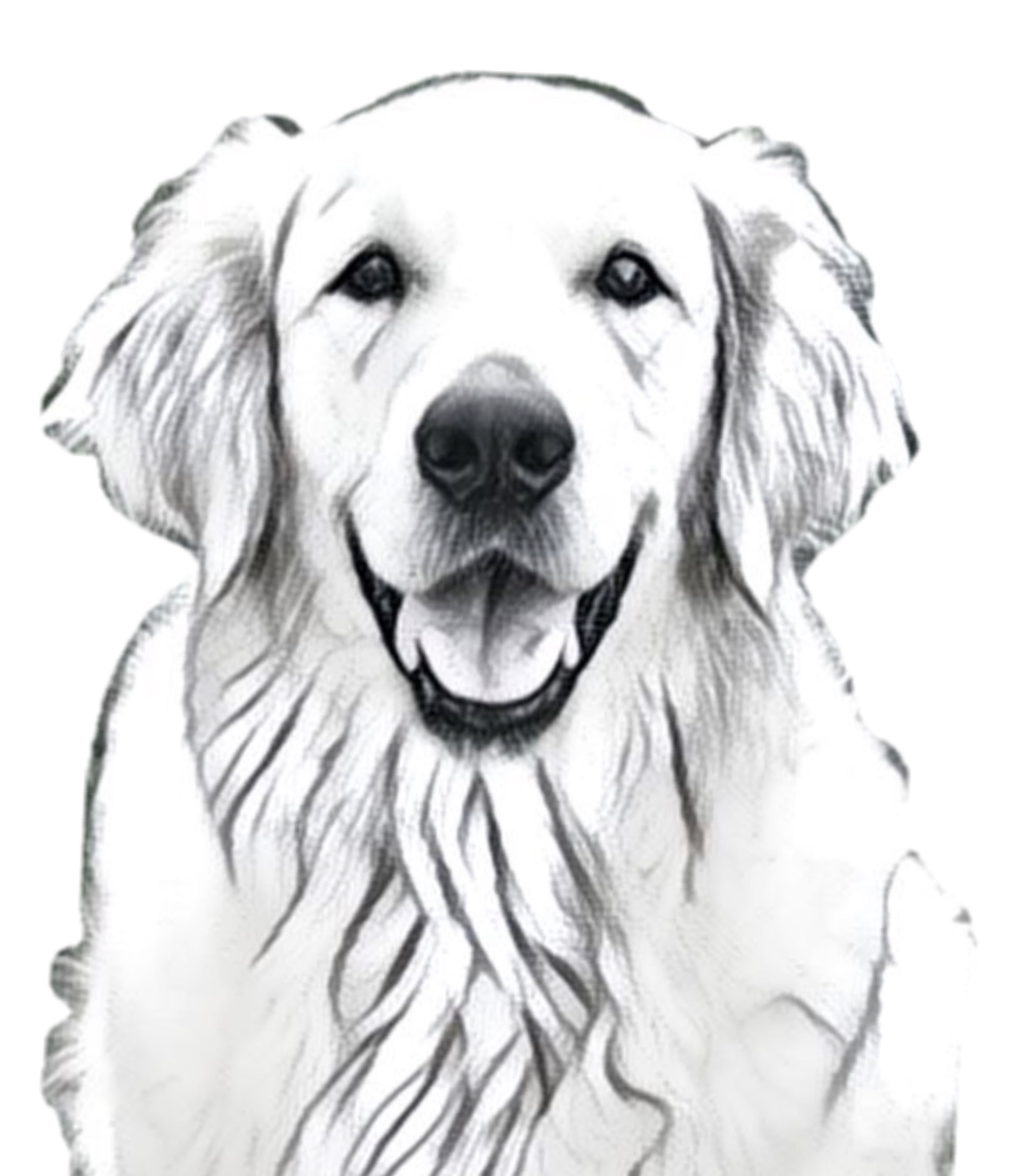 Detail Golden Retriever Pencil Drawing Nomer 12