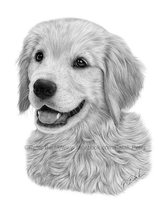 Detail Golden Retriever Pencil Drawing Nomer 15