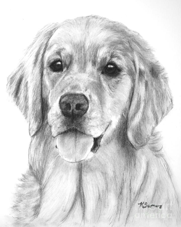 Detail Golden Retriever Pencil Drawing Nomer 16