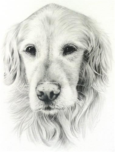 Detail Golden Retriever Pencil Drawing Nomer 18