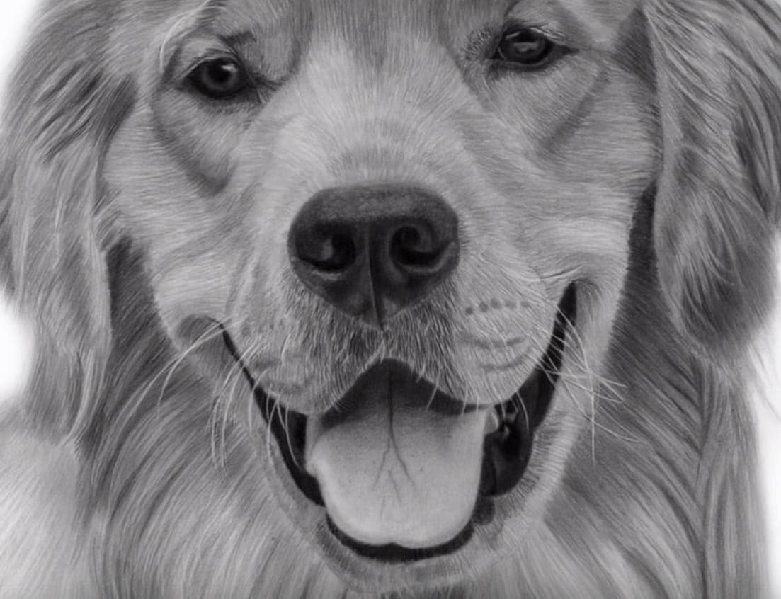 Detail Golden Retriever Pencil Drawing Nomer 30