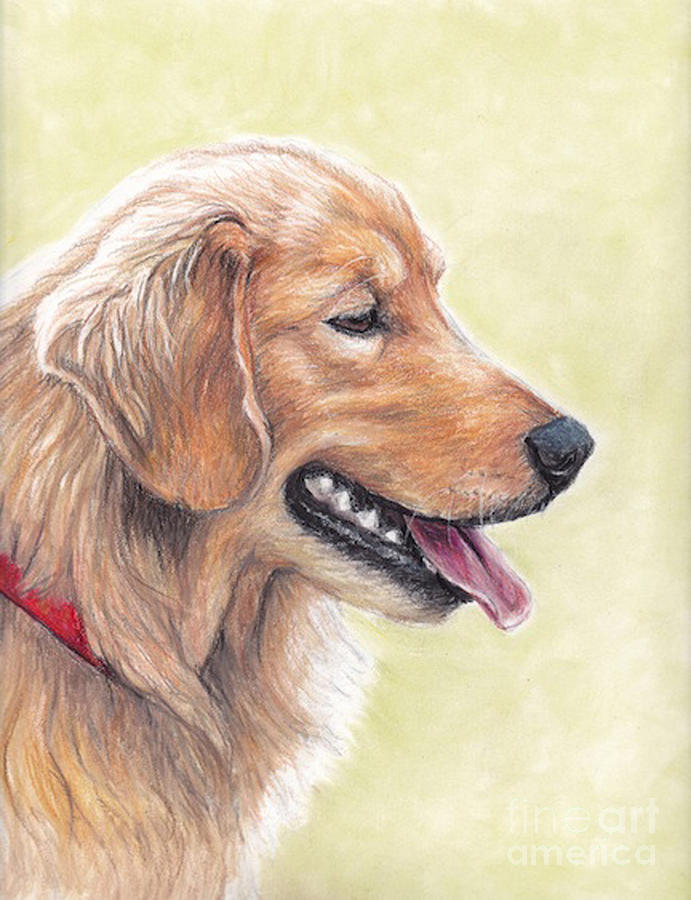 Detail Golden Retriever Pencil Drawing Nomer 37