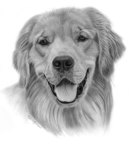 Detail Golden Retriever Pencil Drawing Nomer 38