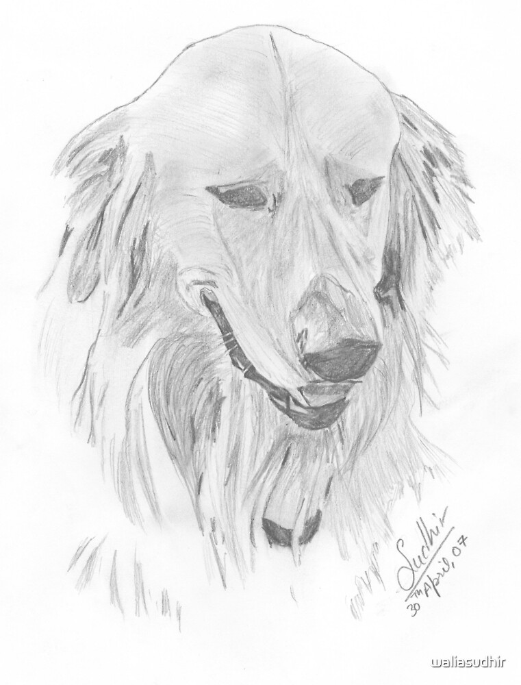 Detail Golden Retriever Pencil Drawing Nomer 40