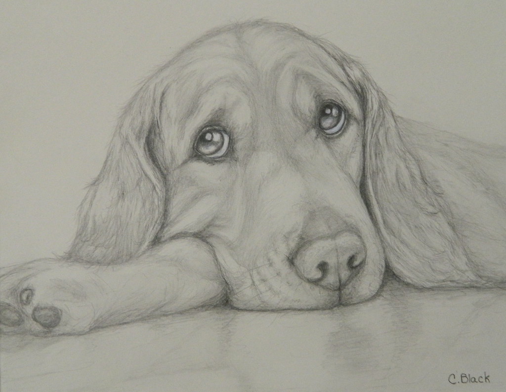 Detail Golden Retriever Pencil Drawing Nomer 46