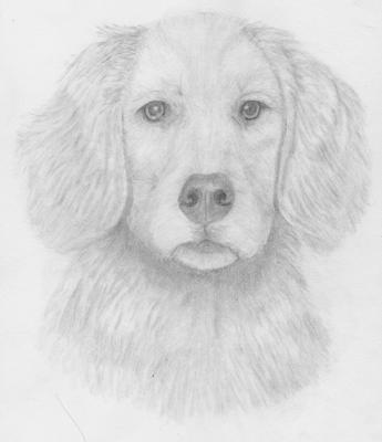 Detail Golden Retriever Pencil Drawing Nomer 47