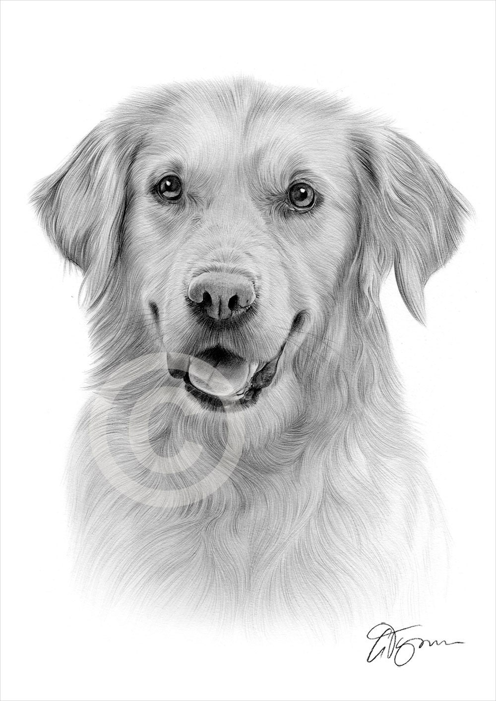 Detail Golden Retriever Pencil Drawing Nomer 6