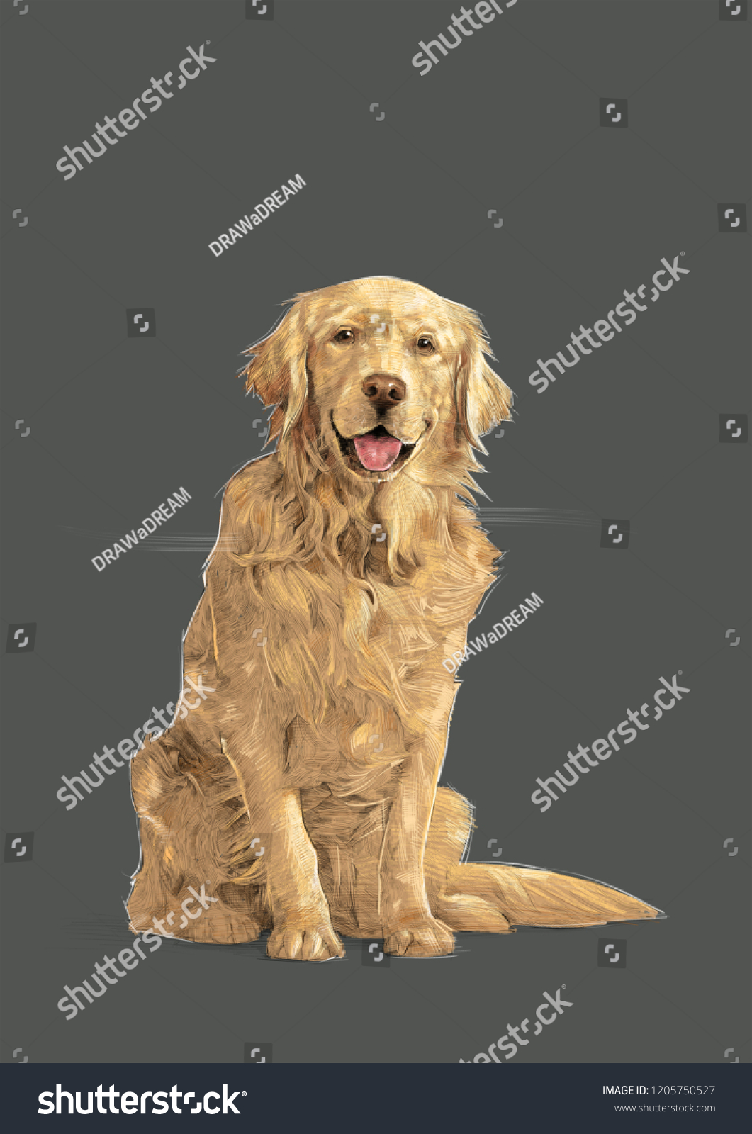 Detail Golden Retriever Pencil Drawing Nomer 49