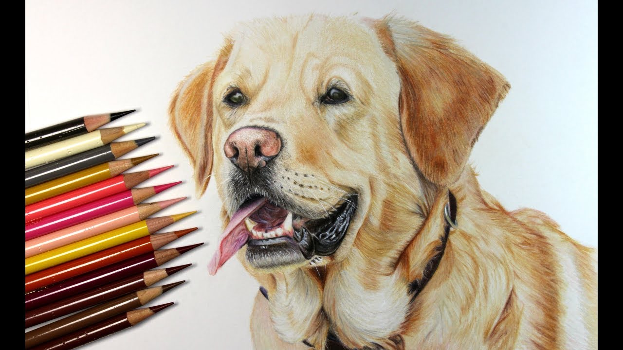 Detail Golden Retriever Pencil Drawing Nomer 51