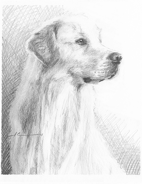 Detail Golden Retriever Pencil Drawing Nomer 52