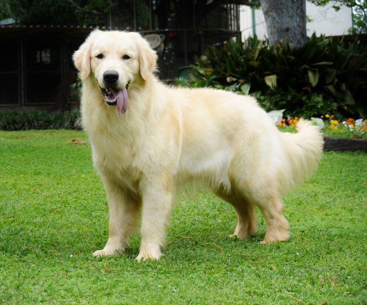 Detail Golden Retriever Putih Nomer 32