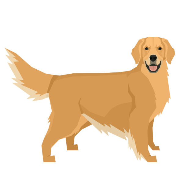 Detail Golden Retriever Silhouette Clip Art Nomer 24