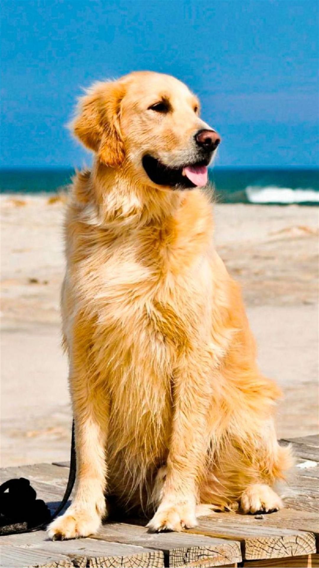 Detail Golden Retriever Wallpaper Nomer 8