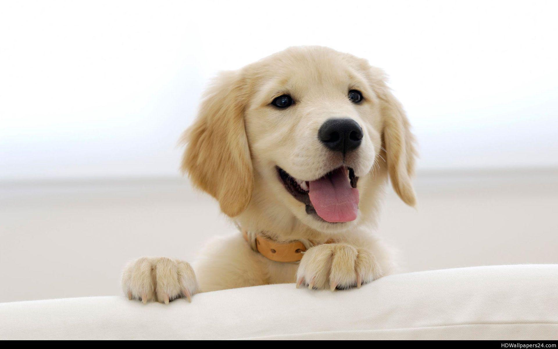 Detail Golden Retriever Wallpaper Nomer 10