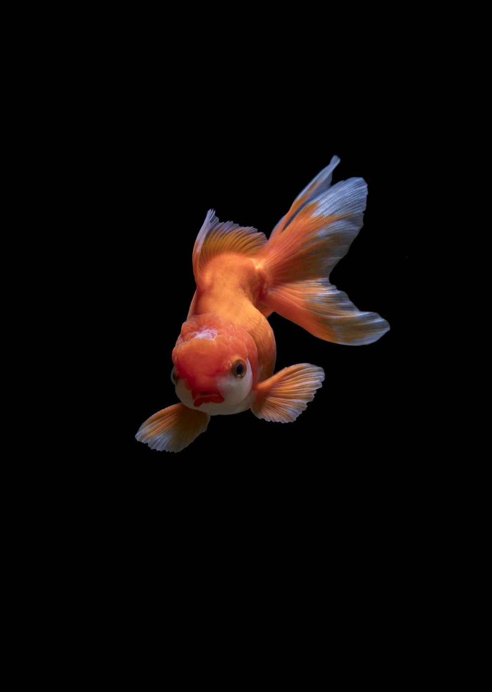 Goldfish Hd - KibrisPDR