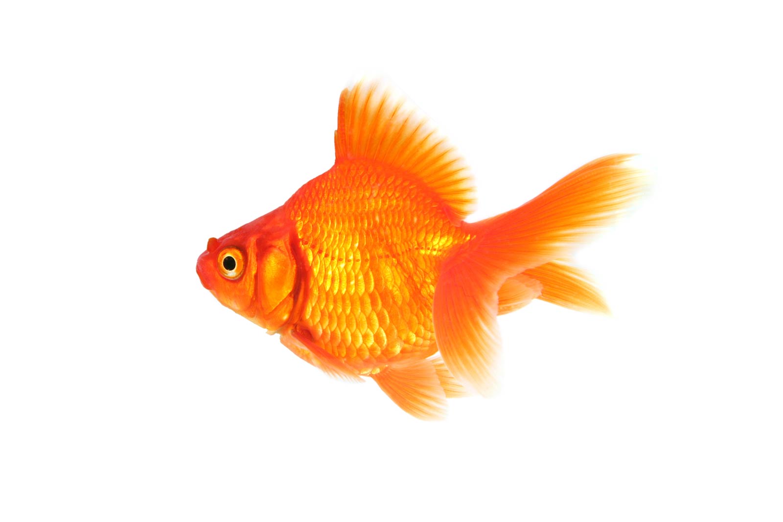 Detail Goldfish Hd Nomer 19