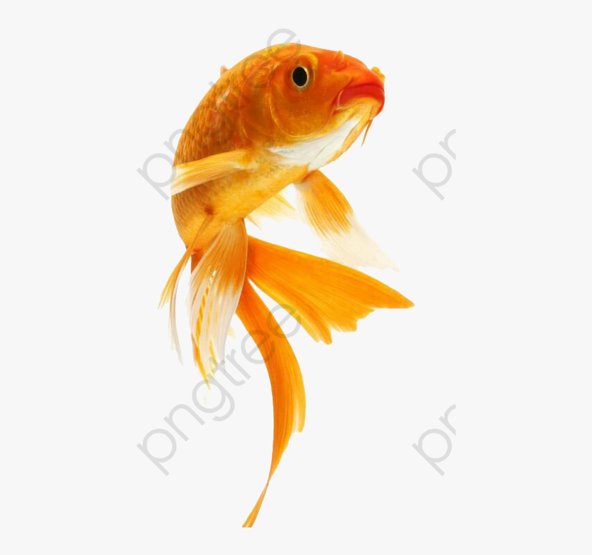 Detail Goldfish Hd Nomer 22