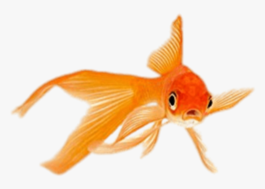 Detail Goldfish Hd Nomer 23