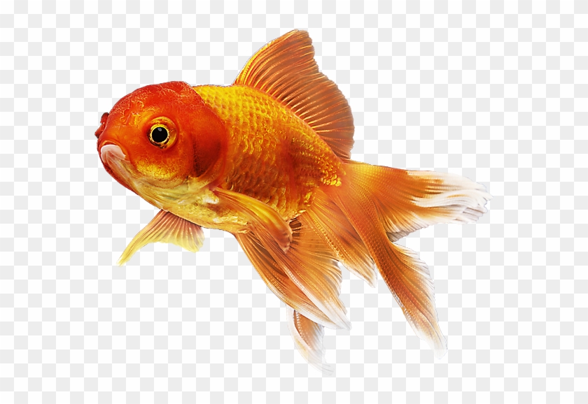 Download Goldfish Hd Nomer 32