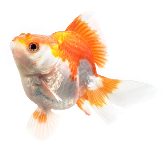 Detail Goldfish Image Nomer 51