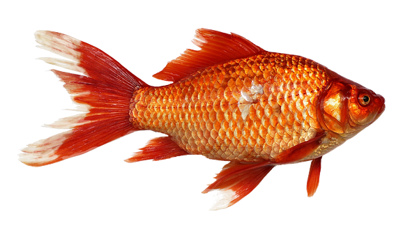 Download Goldfish Images Nomer 52