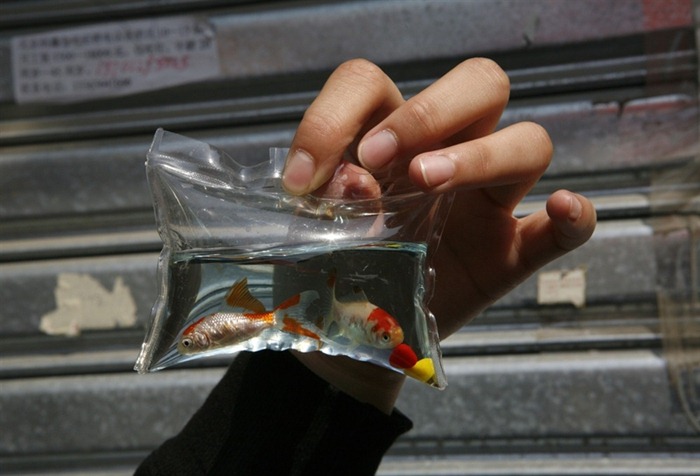 Detail Goldfish In A Bag Keychain Nomer 41