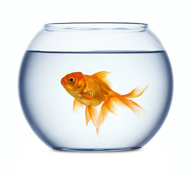 Detail Goldfish In Bowl Clipart Nomer 30