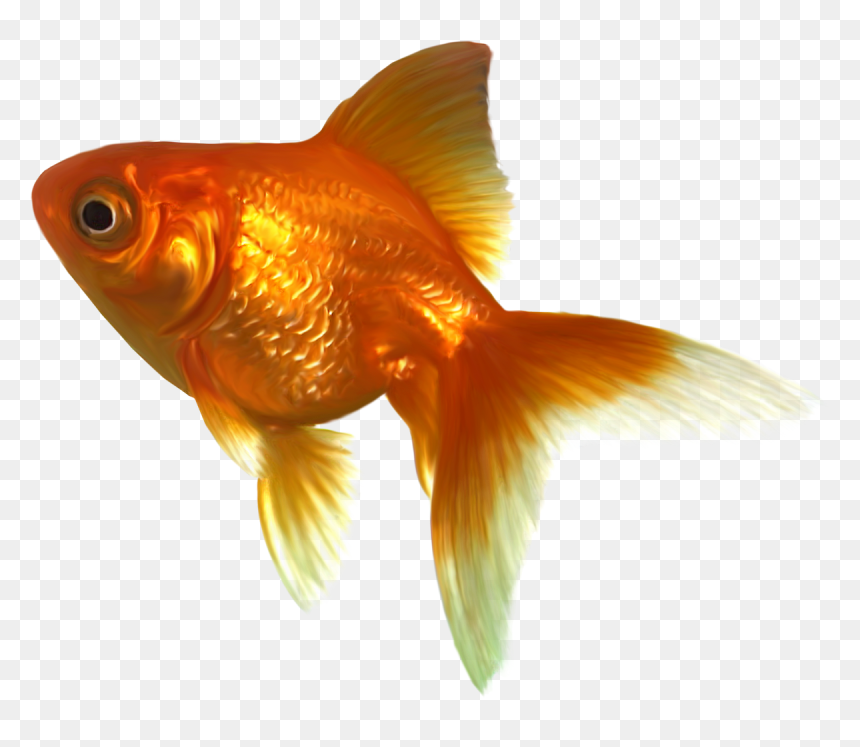 Detail Goldfish No Background Nomer 12