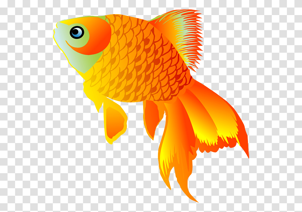 Detail Goldfish No Background Nomer 17