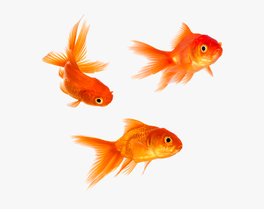 Detail Goldfish No Background Nomer 29