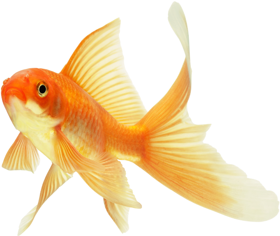 Detail Goldfish No Background Nomer 4