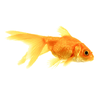 Detail Goldfish No Background Nomer 33