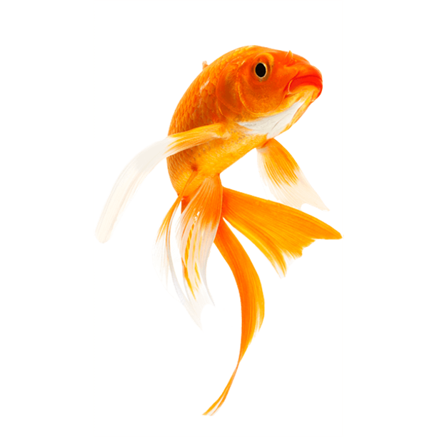 Detail Goldfish No Background Nomer 45