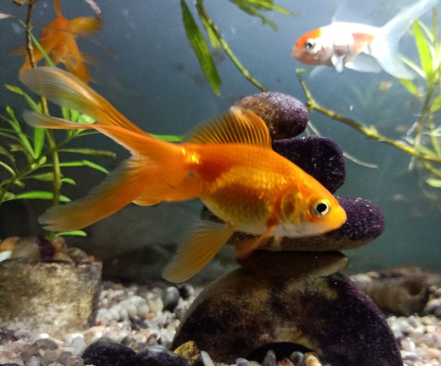 Goldfish Photos - KibrisPDR