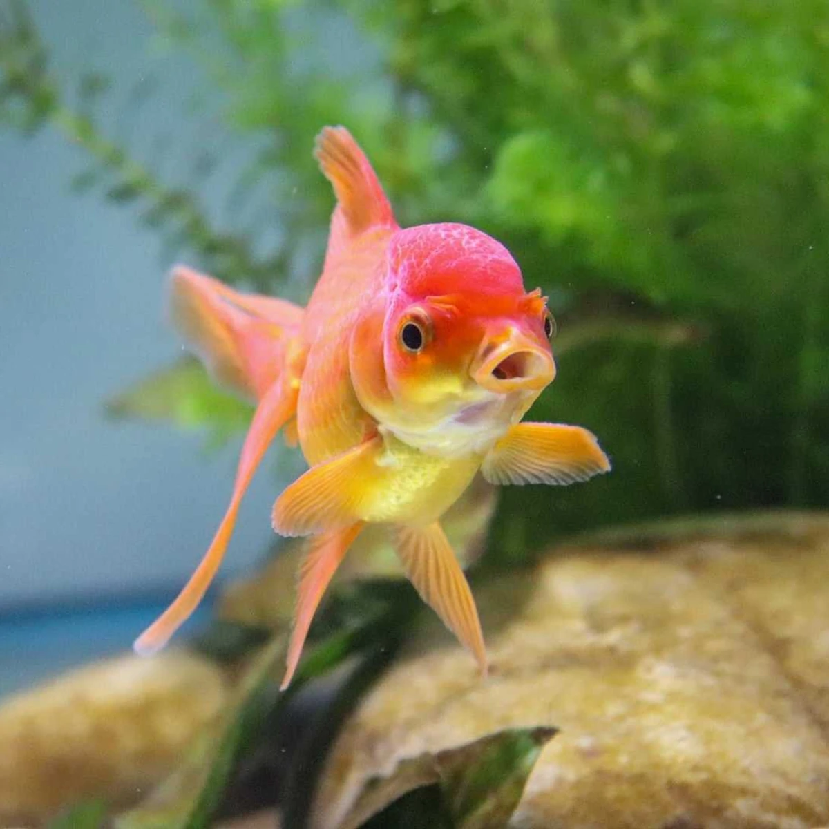Detail Goldfish Pic Nomer 47