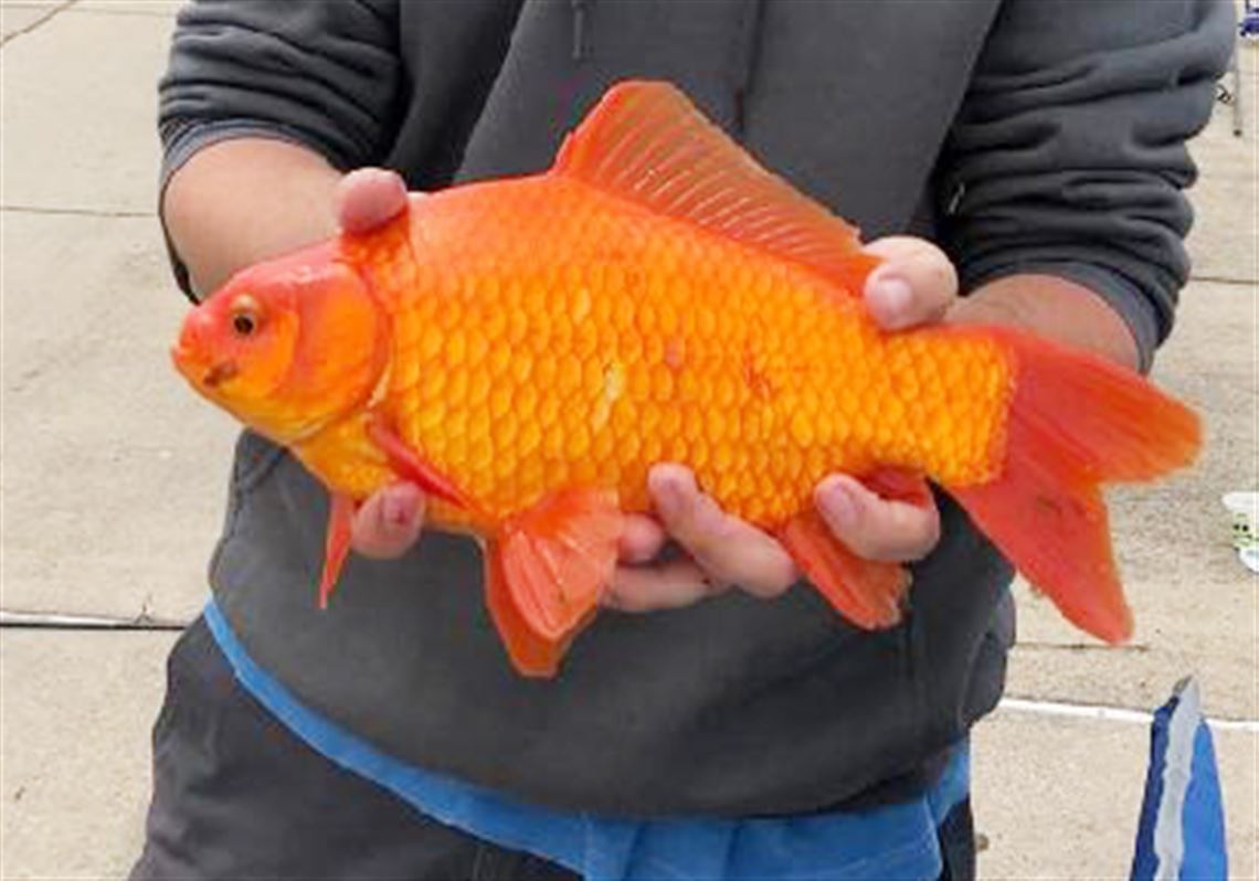 Detail Goldfish Pic Nomer 51