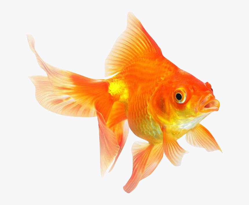 Goldfish Transparent - KibrisPDR